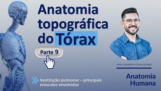 Anatomia do tórax parte 9  Ventilação pulmonar  principais músculos envolvidos [upl. by Tor]