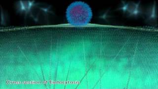 ViNCeNS Part3  Biomedical Animation  University of Sheffield [upl. by Desirae]