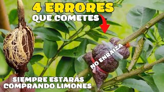 Estos 4 errores cometes al hacer un acodo aereo de limón  Nunca enraízan ni tendrás limones en casa [upl. by Nare]