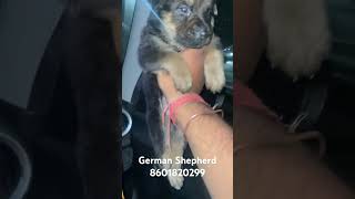 jerman shepherd puppy available [upl. by Ecneps]