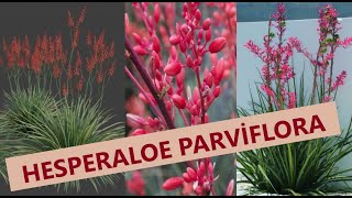 HESPERALOE PARVİFLORA Yucca Rouge  Kırmızı Yucca Yucca Corail Plante Xérophyte  Aloe Mexique [upl. by Xirdnek]