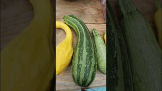 SUMMER SQUASH VARIETIES WEquotRE GROWING THIS YEAR  2024 Connecticut Garden zone6b [upl. by Yelrehs]