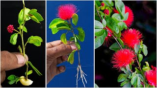 How to grow Calliandra plant from cutting  Red powder puff plant [upl. by Aryamo]