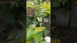 regadera manual para regar plantas del jardin [upl. by Ligriv]