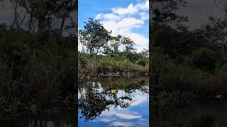 Brazils Pantanal Worlds Largest Wetland [upl. by Parsons365]