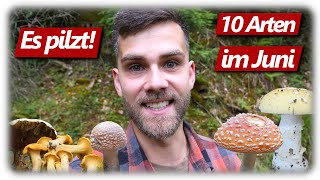 Pilze ohne Ende  Pfifferlinge Butter Rezept KEINE Steinpilze  10 Arten im Juni [upl. by Lenny]