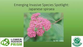 Japanese Spiraea Species Spotlight [upl. by Adnuahs]