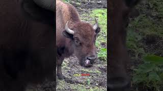 Strongest members of bovidae family cowcowvideosbisoncapebuffalomuskoxstrongestanimals [upl. by Doowrehs]