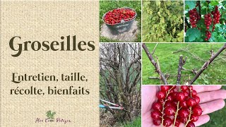 Les groseilles  entretien taille récolte bienfaits et gelée framboises groseilles [upl. by Llyrat]