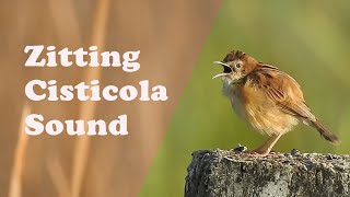 Call of zitting cisticola  soundchirping of small bird in grassland IndianBirdVideos [upl. by Dinin724]