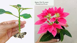 How to propagate poinsettia plant in simple method [upl. by Atiuqam50]