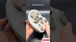 Ammonite Fossilization EXPLAINED JasperStorm lifeadvice shorts viral knowledge [upl. by Ahsitnauq]