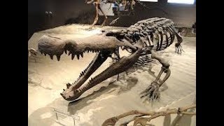 Dinosaur Documentary  Fossils of the Gobi Desert [upl. by Yerfej988]