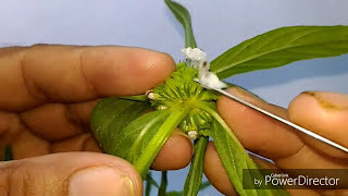 Lamiaceae Leucas taxonomic workout Botany [upl. by Arateehc485]