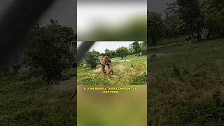 quotBengal tiger vs Lionquot nature viral viralvideo ytshorts shorts animals wildlife lion tiger [upl. by Hak]