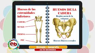 4 Secundaria  Biología Geografía  Huesos de las extremidades superiores e inferiores [upl. by Novyaj]