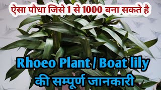 Grow amp Care guide for Rhoeo DiscolorBoat lily an Ornamental Plantएक पौधे से हज़ारों पौधे बनाये [upl. by Avrit603]