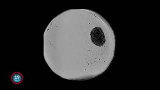 Tracking spheroid and organoid growth with the CytoSMART Omni [upl. by Malva604]