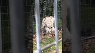 Tigers mating at the National Tiger Sanctuary [upl. by Muhammad]