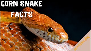 Corn Snake Facts Super Smart Terrifying and INCREDIBLY fascinating [upl. by Takeshi]