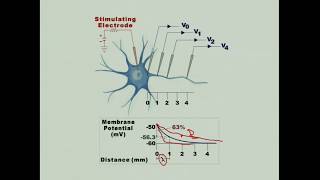 Propagation of Action Potentials [upl. by Ybrad840]