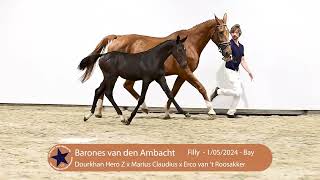 20 Barones van den Ambacht [upl. by Hayward440]