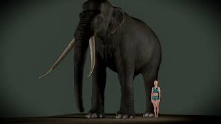 The Biggest Elephant Ever Palaeoloxodon Namadicus 3d Size Visualization [upl. by Wilonah]