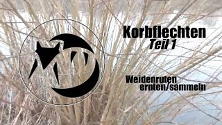 Korbflechten Teil 1  Weidenruten ernten  sammeln [upl. by Grogan]