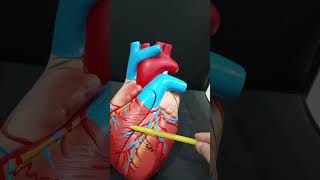 Coronary Arteries of the Heart Supply Areas and Dominance Explained [upl. by Oibaf560]