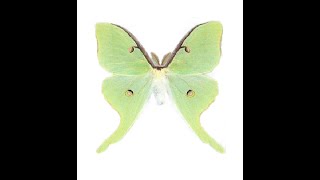 HowTo Pinningmounting Luna moths Actias luna [upl. by Adihaj]