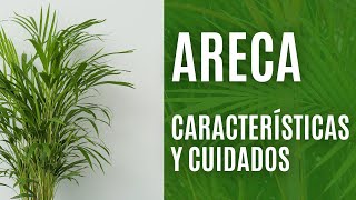 Cuidados de la areca una de las palmeras de interior más cultivadas [upl. by Mackler]