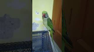 Ha hu main to comedy petparrotlove greenringneck lovelymithhu trengingshorts [upl. by Amato]