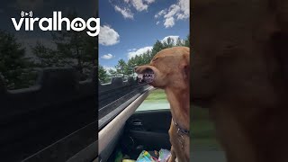 Dog With His Head Out Sunroof Going Down the Highway  ViralHog [upl. by Urien]