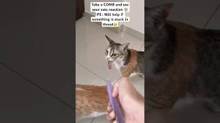 Comb cat reaction…what to do when something stuck in cats throat  catsafety catwelfare catyt [upl. by Oswald518]