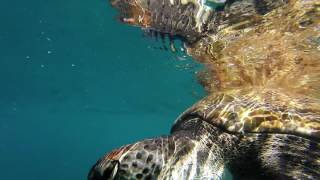 Diving in the Atlantic ocean Tenerife [upl. by Sonny269]