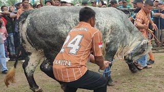 Sapi Monster Mitra Kandang Pedalaman Juara 1 Kelas Belgian Blue Kontes APPSI Lampung [upl. by Ia]