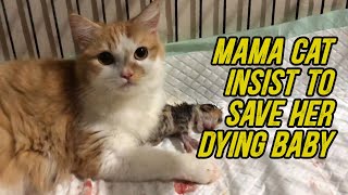 Mama cat insist to save her dying baby [upl. by Naivatco]