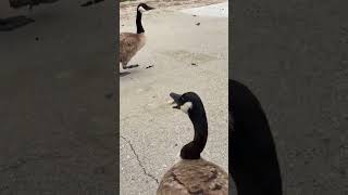 Hissing Canada Goose [upl. by Eloci]