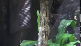 Zoo de Vincennes  Gecko diurne de Madagascar [upl. by Alaehcim825]