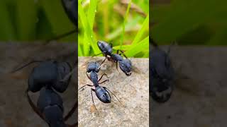 The two little ants are talking with each other 🫠🫠🌿😁🐜youtubeshorts natureinsects [upl. by Ayila]