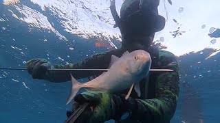 Chasse sous marine côte dazur novembre 2018 [upl. by Giselle]