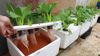 Growing Hydroponic Vegetable Garden at Home  Easy for Beginners [upl. by Yemerej]