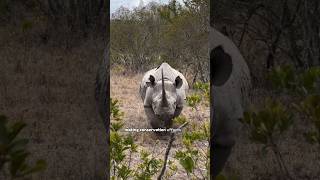 Rhino Most Interested Facts rhino facts animals [upl. by Aek]