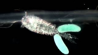 A salp symbiont copepod  Copépode simbionte de uma salpa [upl. by Nacnud]