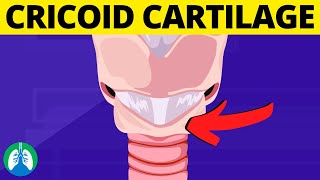 Cricoid Cartilage Medical Definition  Quick Explainer Video [upl. by Purington230]