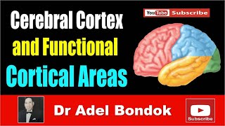 Cerebral Cortex and Functional Areas Dr Adel Bondok [upl. by Mulcahy]