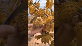 How To Grow Testy Fruit Enjoy Butiful Colourful Custard Fruit Amazing Chinese Fruits [upl. by Ahsaf52]