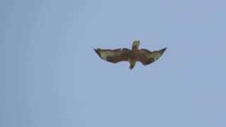 Long legged Buzzard  Buteo rufinus   Cyprus [upl. by Neened]