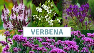 How To Grow Verbena Bonariensis And Verbena Hastata [upl. by Nnasus]