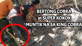 BERTONG COBRA AT SUPER KOKOK MUNTIKAN NA SA KING COBRA  KINGCOBRA [upl. by Edik682]